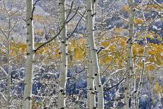 Rocky Mountains aspen grove autumn snows, Keebler Pass, Colorado.-Darrell Gulin-Photographic Print