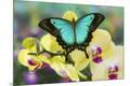 Photographic Print
