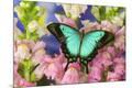 Photographic Print
