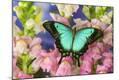 Photographic Print