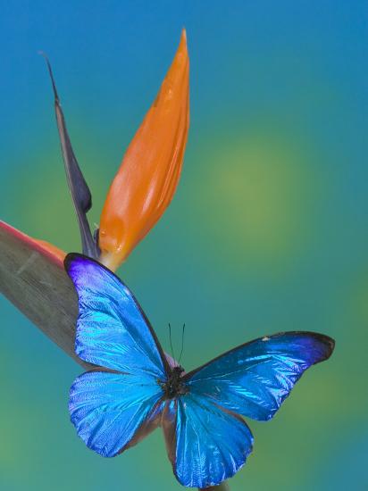Photographic Print, , large