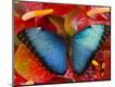 Photographic Print