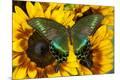 Photographic Print