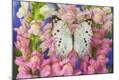 Premium Photographic Print