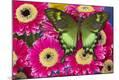 Premium Photographic Print
