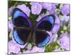 Premium Photographic Print