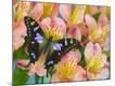 Premium Photographic Print