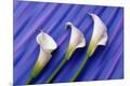 Premium Photographic Print