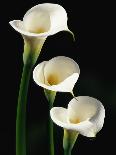 Three White Calla Lilies-Darrell Gulin-Photographic Print