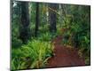 Photographic Print