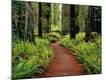 Photographic Print