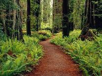 Trail Winding Through Redwoods-Darrell Gulin-Photographic Print