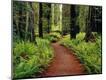 Photographic Print