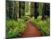 Photographic Print