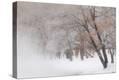 Stretched Canvas Print