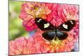 Premium Photographic Print