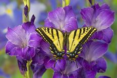 Fritillary Butterfly on a Dutch Iris-Darrell Gulin-Photographic Print