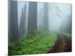 Photographic Print