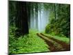 Photographic Print