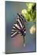 Photographic Print