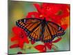 Premium Photographic Print