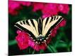 Premium Photographic Print