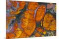 Premium Photographic Print