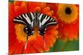 Premium Photographic Print