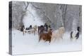 Stretched Canvas Print