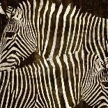 Zebra Gathering-Darren Davison-Stretched Canvas