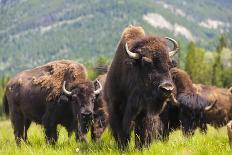 Herd of American Bison (Bison Bison) or Buffalo-darrenmbaker-Framed Photographic Print