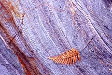 Abstract Macro of Schist with Veined Coloured Patterns and Brown Ponga Fern Leaf Juxtaposed-Darroch Donald-Photographic Print