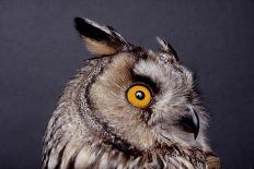 Eagle Owl Head Detail-Darroch Donald-Photographic Print