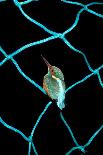 European Kingfisher Alcedo Atthis Perched on Blue Fishing Net-Darroch Donald-Photographic Print