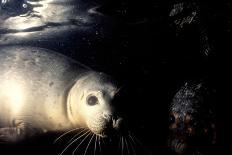 Grey Seals Halichoerus Grypus under Water-Darroch Donald-Photographic Print
