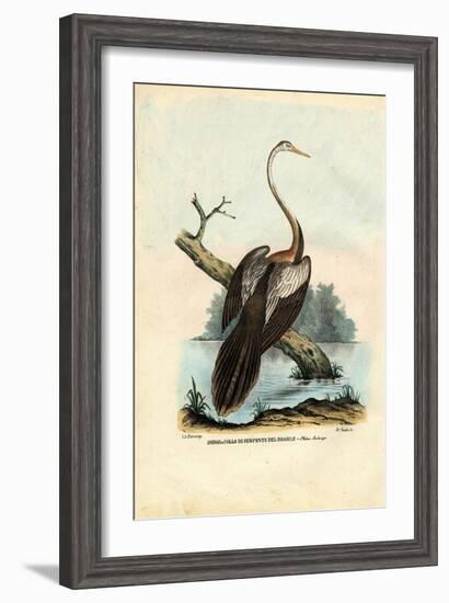 Darter, 1863-79-Raimundo Petraroja-Framed Giclee Print