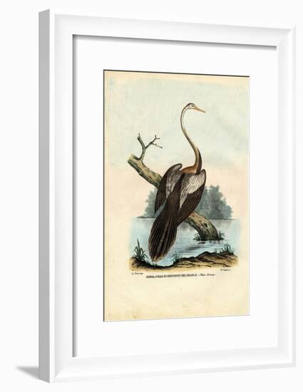 Darter, 1863-79-Raimundo Petraroja-Framed Giclee Print