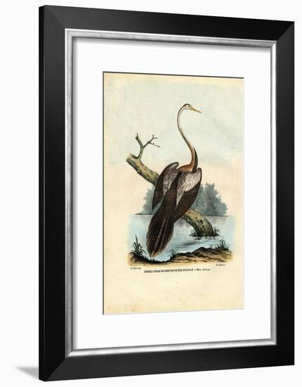 Darter, 1863-79-Raimundo Petraroja-Framed Giclee Print