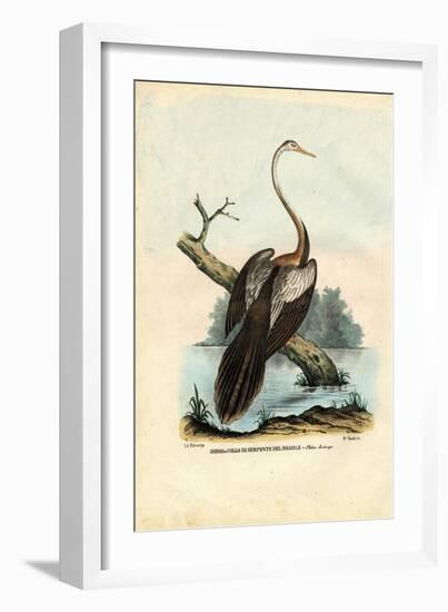 Darter, 1863-79-Raimundo Petraroja-Framed Giclee Print