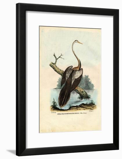 Darter, 1863-79-Raimundo Petraroja-Framed Giclee Print