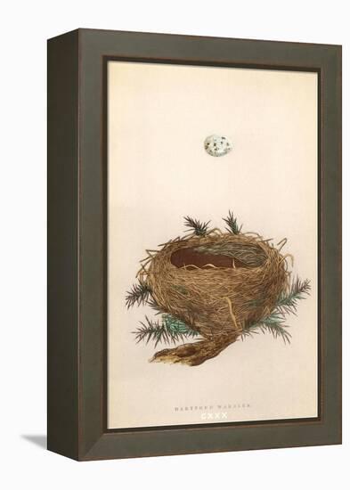 Dartford Warbler Egg and Nest-null-Framed Stretched Canvas