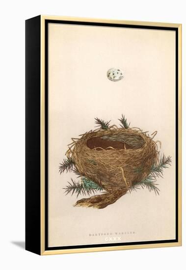 Dartford Warbler Egg and Nest-null-Framed Stretched Canvas