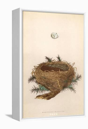 Dartford Warbler Egg and Nest-null-Framed Stretched Canvas