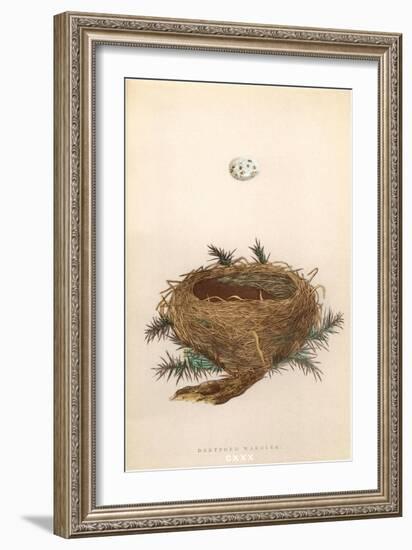 Dartford Warbler Egg and Nest-null-Framed Art Print