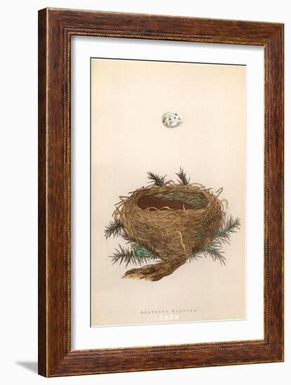 Dartford Warbler Egg and Nest-null-Framed Art Print