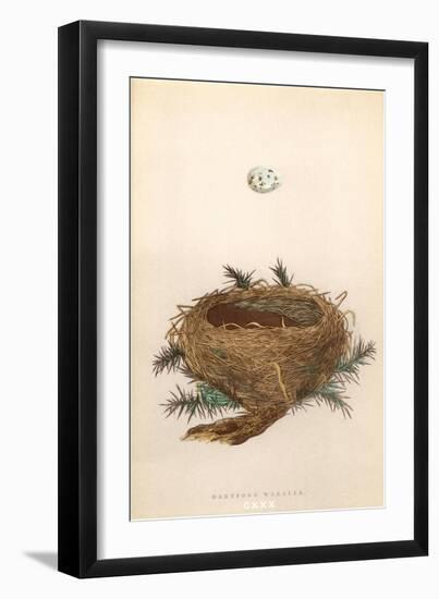 Dartford Warbler Egg and Nest-null-Framed Art Print