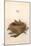 Dartford Warbler Egg and Nest-null-Mounted Art Print