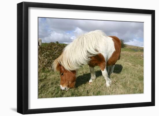 Dartmoor Pony, Dartmoor, Devon-Peter Thompson-Framed Photographic Print