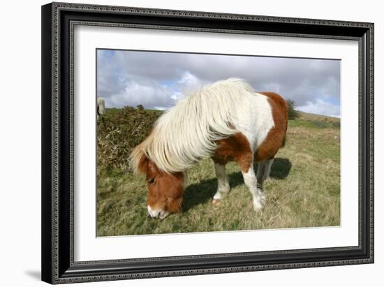 Dartmoor Pony, Dartmoor, Devon-Peter Thompson-Framed Photographic Print