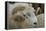 Dartmoor Sheep-James Emmerson-Framed Premier Image Canvas